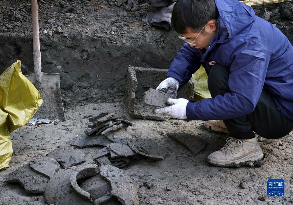 新華全媒+｜河南商丘宋國故城遺址發現大面積千年桑樹和柏樹枝