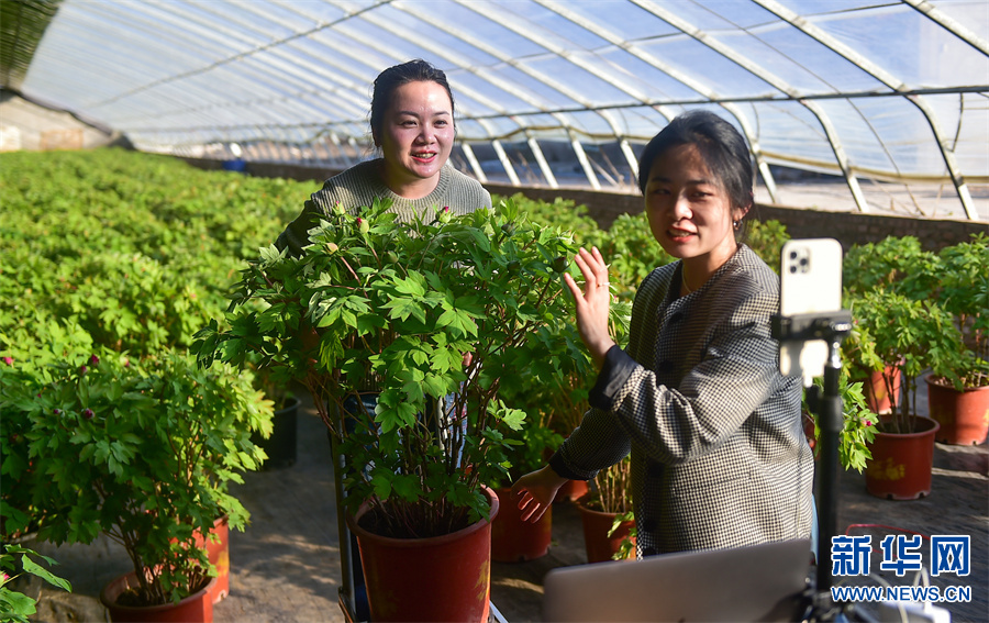 河南洛陽：反季牡丹扮靚節日市場