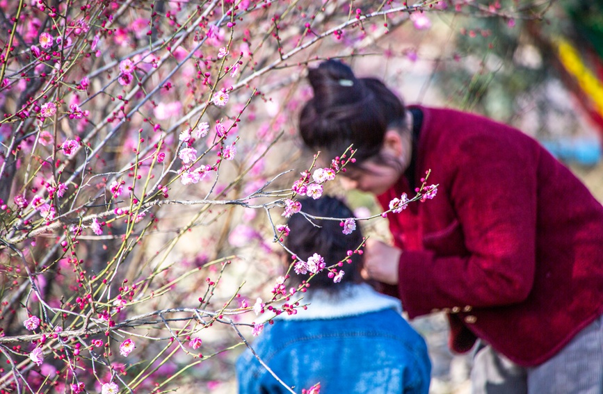 平頂山市魯山縣：梅花盛開春意濃