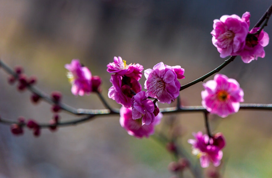 平頂山市魯山縣：梅花盛開春意濃