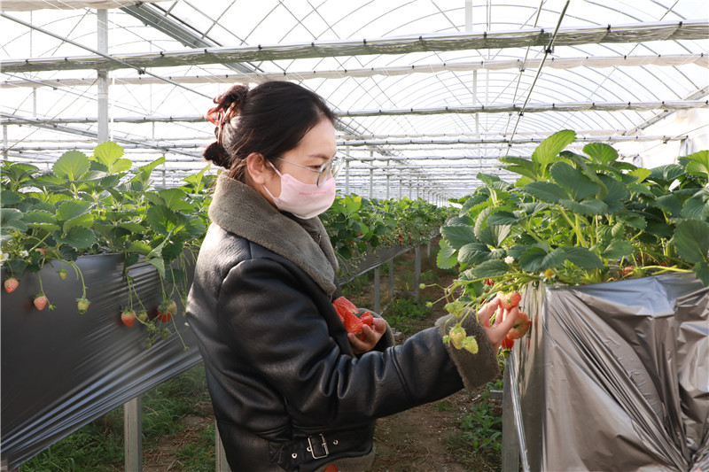 信陽市浉河區：富民項目敢搶先手_fororder_遊客正在採摘新鮮草莓 陳丹妮 攝.JPG