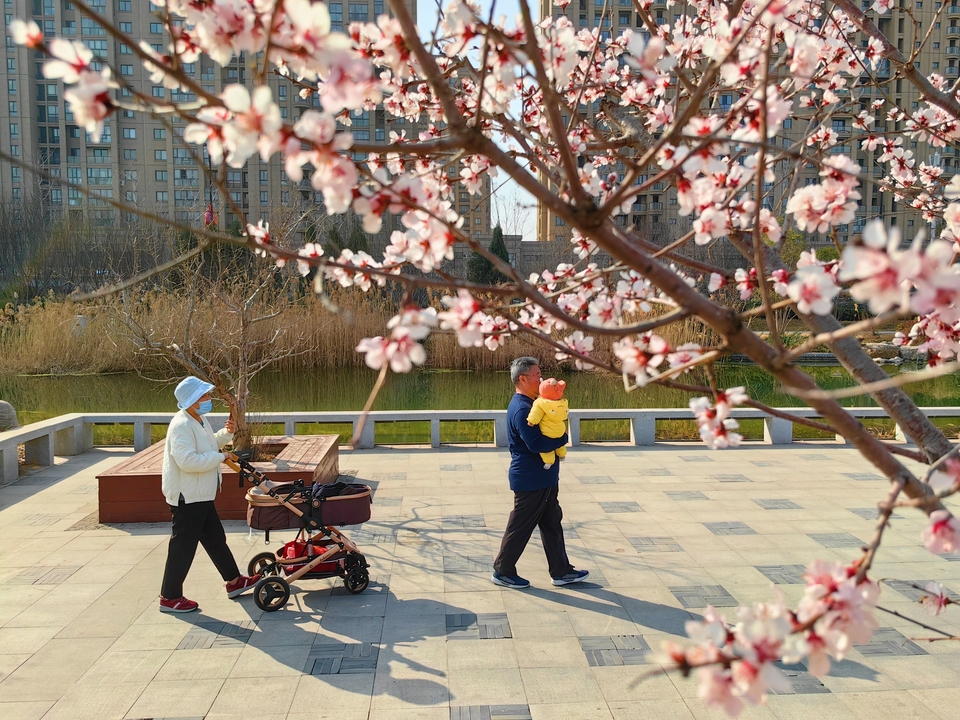 河南開封：踏春賞花正當時