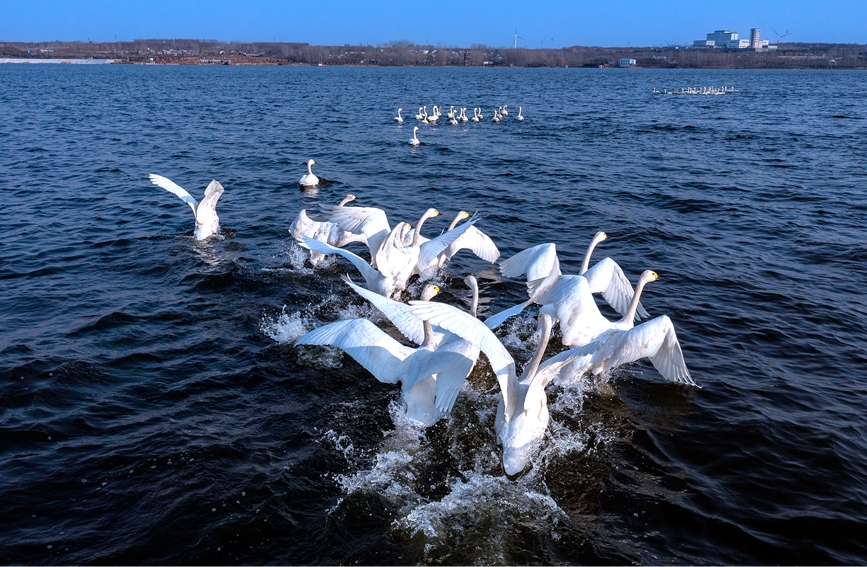 河南安陽：百餘只天鵝到訪湯河國家濕地公園