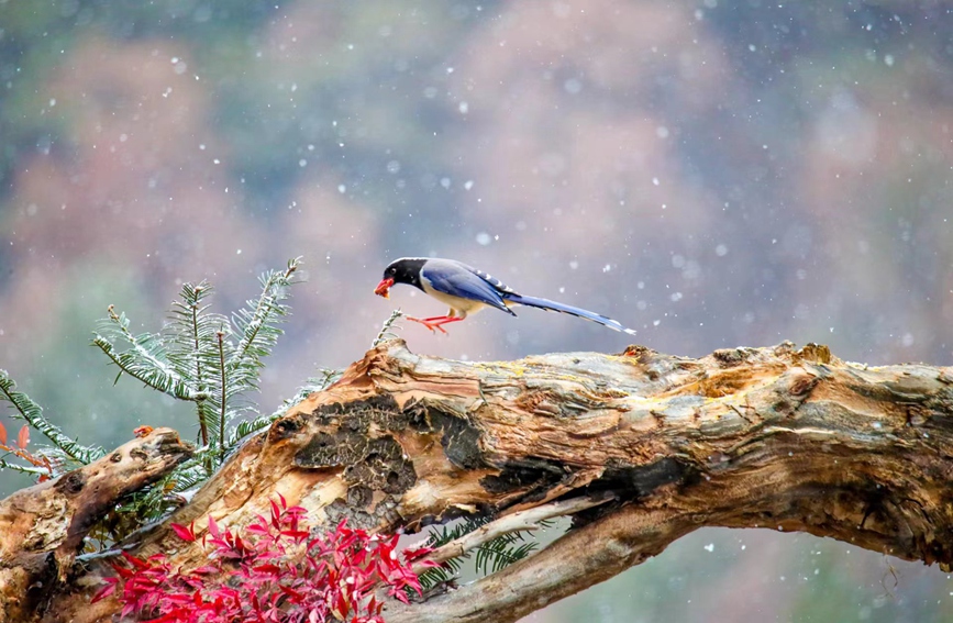 河南三門峽：美如畫卷！空谷飛雪百鳥舞翩躚