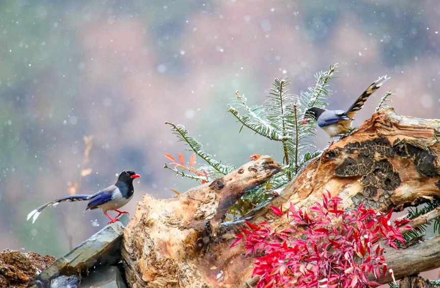 河南三門峽：美如畫卷！空谷飛雪百鳥舞翩躚