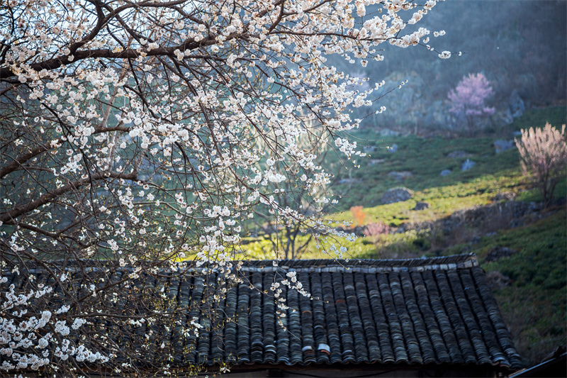 【春日“豫”新景】信陽商城：山花爛漫迎春來_fororder_西河農家的杏花向春開 余敦梅 攝 - 復件(1)