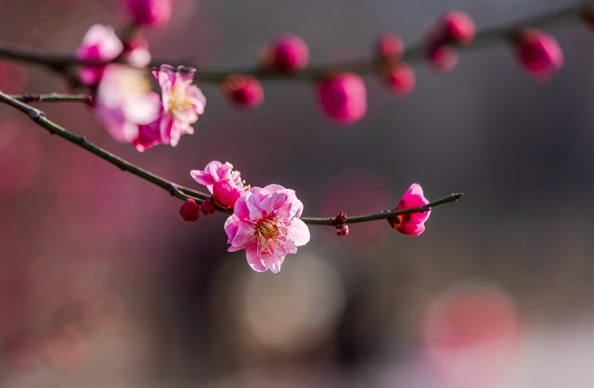 平頂山市魯山縣：梅花盛開春意濃