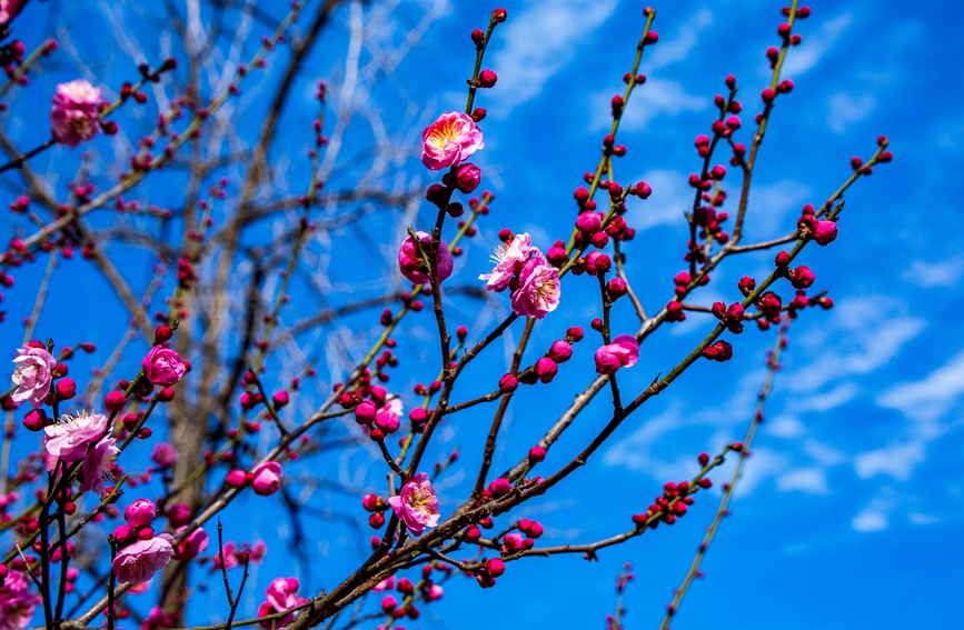 平頂山市魯山縣：梅花盛開春意濃