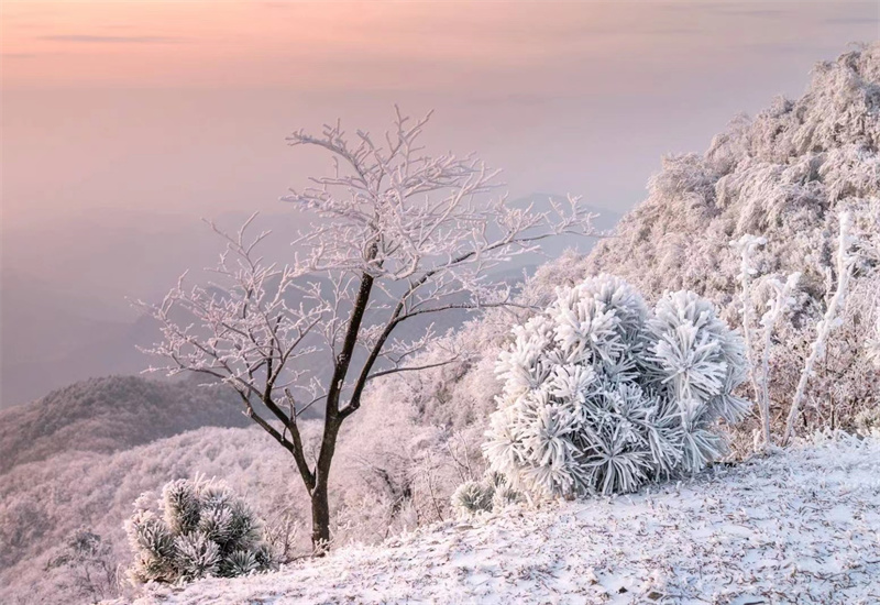 【原創】信陽新縣：初春霧凇惹人醉_fororder_玉樹瓊花，傲立風雪 （黨智華 攝）