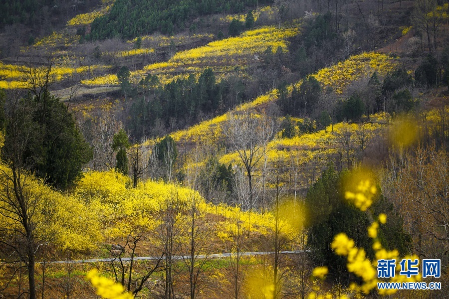 連翹花開 春滿群山