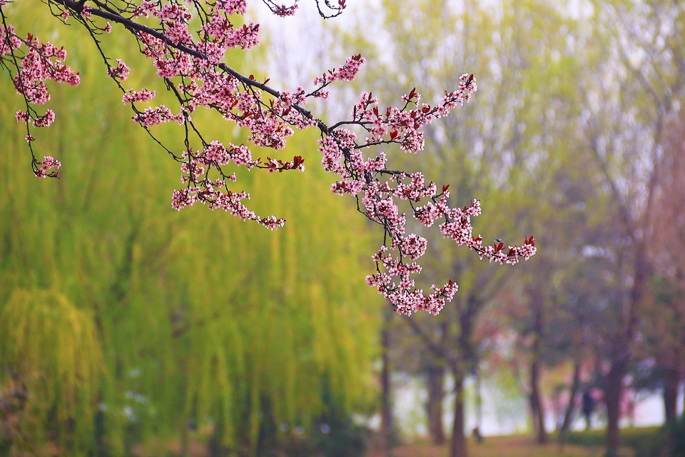 河南開封：花團錦簇 春到古城