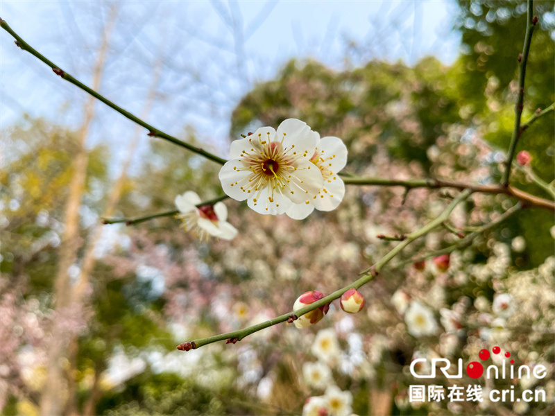 【春日“豫”新景】鄭州：花開春意濃_fororder_花立枝頭笑