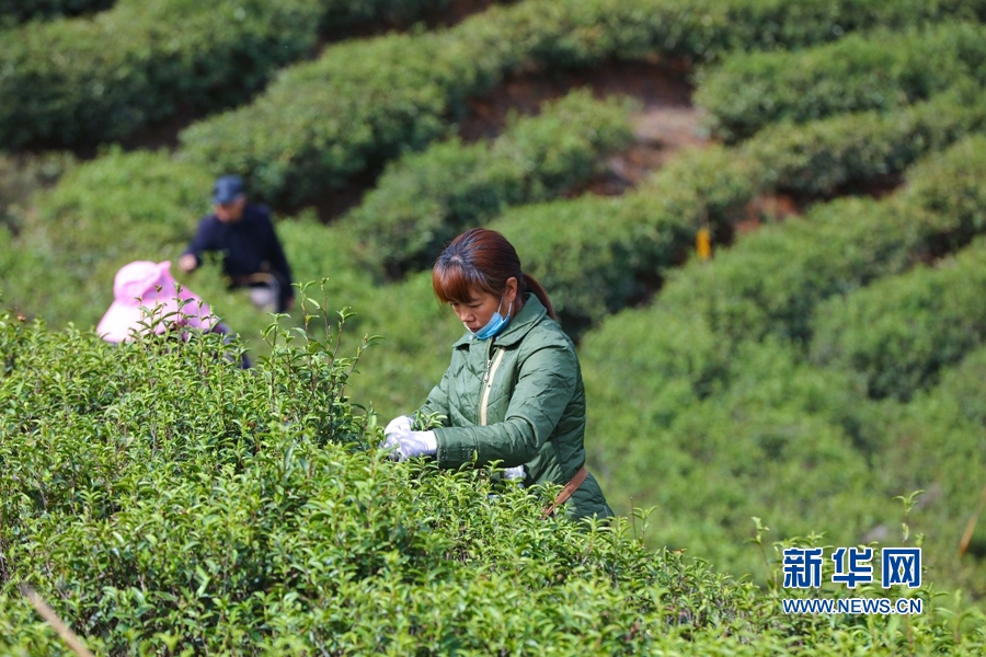 河南信陽：春到茶山採茶忙