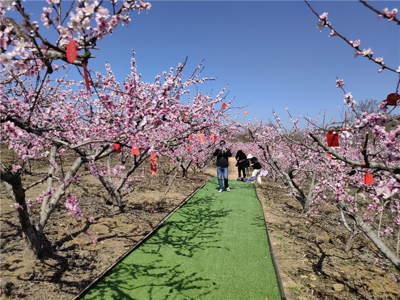 南陽桐柏：桃花源裏惹人醉_fororder_桃花長廊 攝影 周黎娟