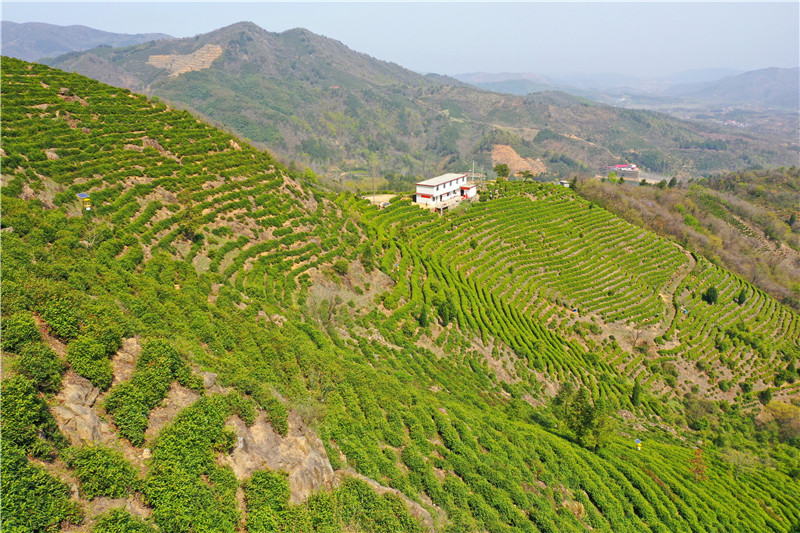 信陽市商城縣：頭茬高山茶搶“鮮”開摘_fororder_山間吐翠，一片綠油油的美景。.JPG