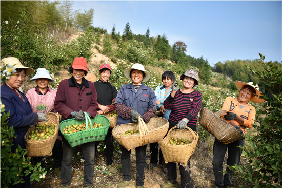 信陽市新縣：發展油茶産業 助力鄉村振興_fororder_每年油茶籽收穫時，村民們都會上山採摘油茶籽（焦漢平 攝）.JPG