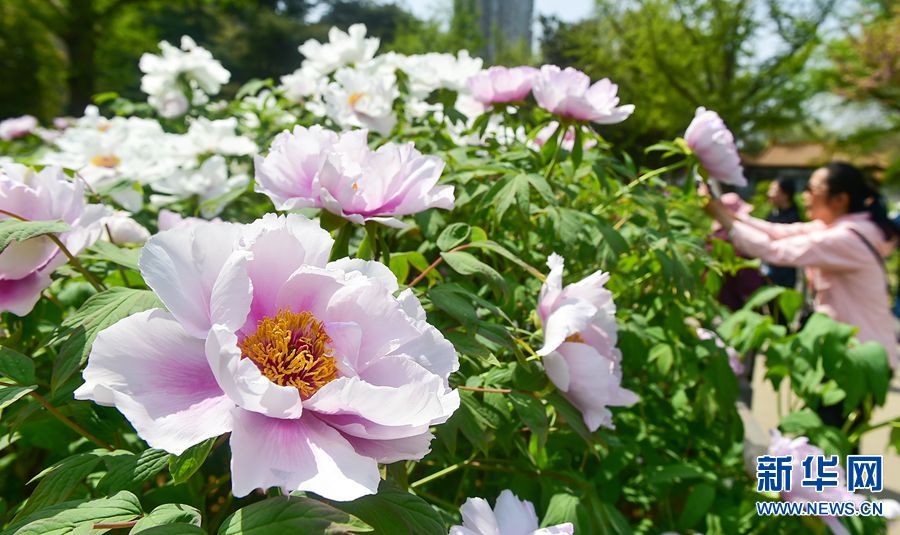 牡丹花開洛陽城