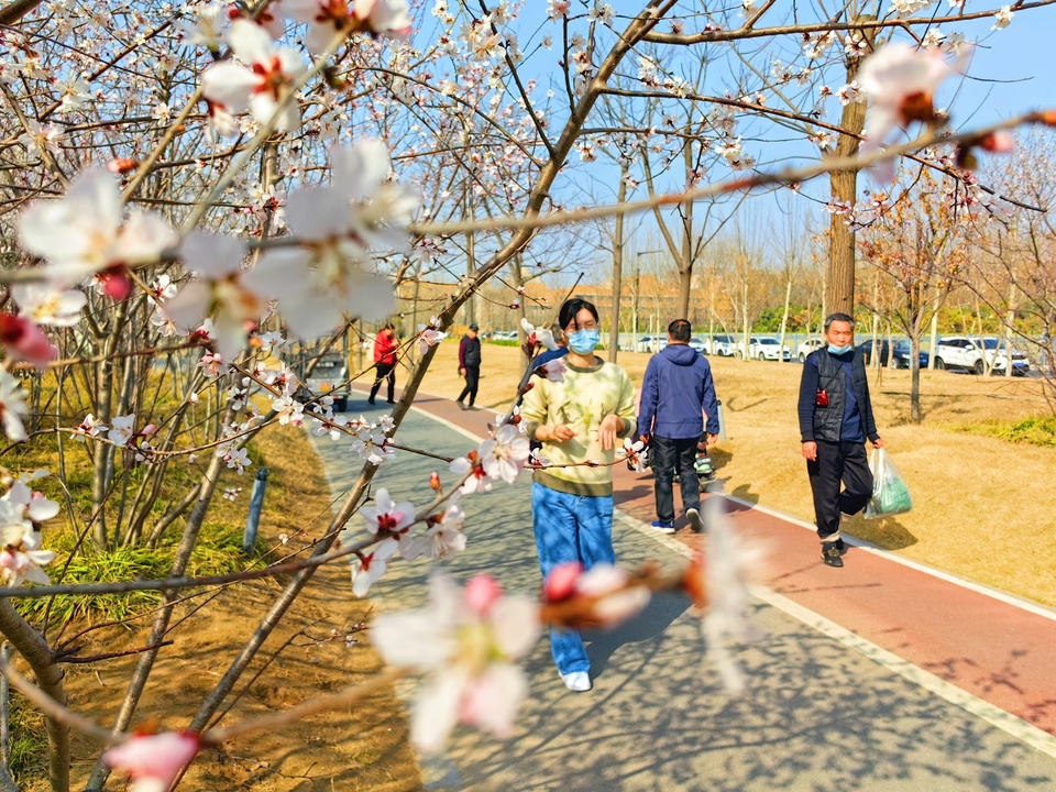 河南開封：踏春賞花正當時