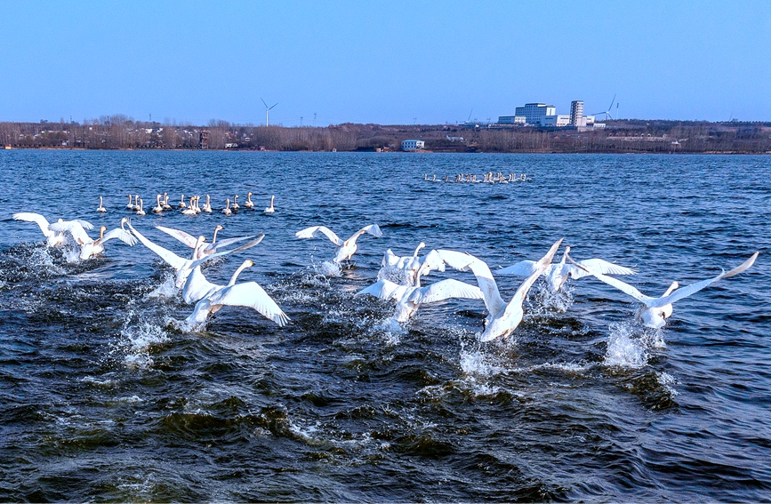 河南安陽：百餘只天鵝到訪湯河國家濕地公園