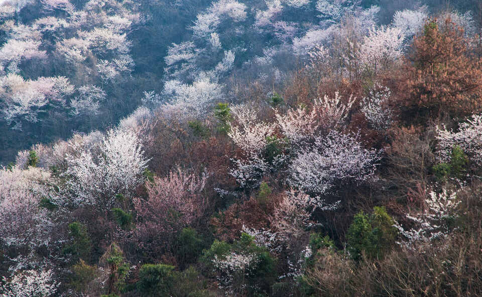 【春日“豫”新景】信陽新縣：春日浪漫 “櫻”你而來_fororder_在溫暖的春風裏，看一場浪漫櫻花。（蔣侖 攝）