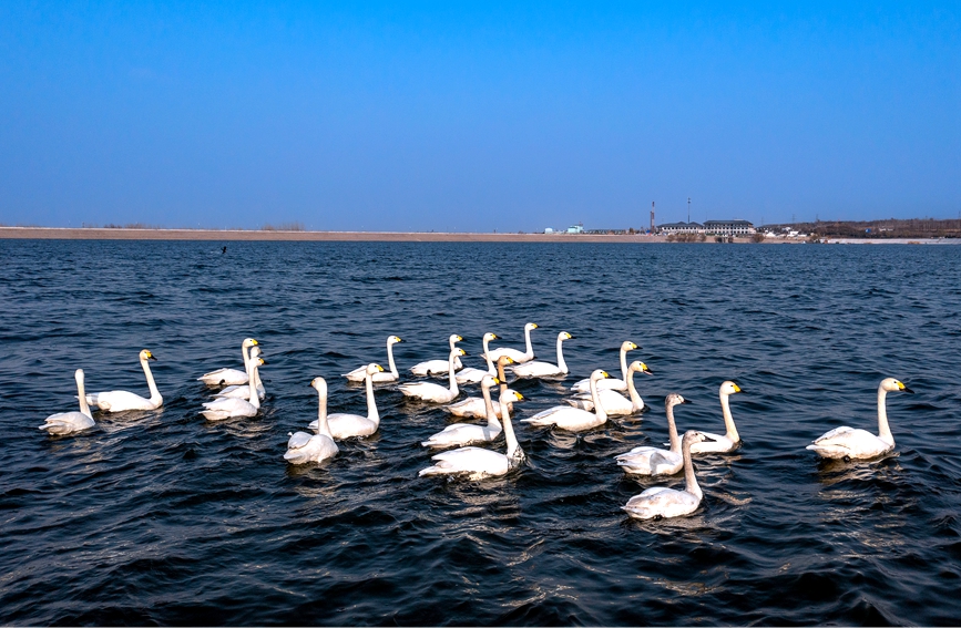 河南安陽：百餘只天鵝到訪湯河國家濕地公園