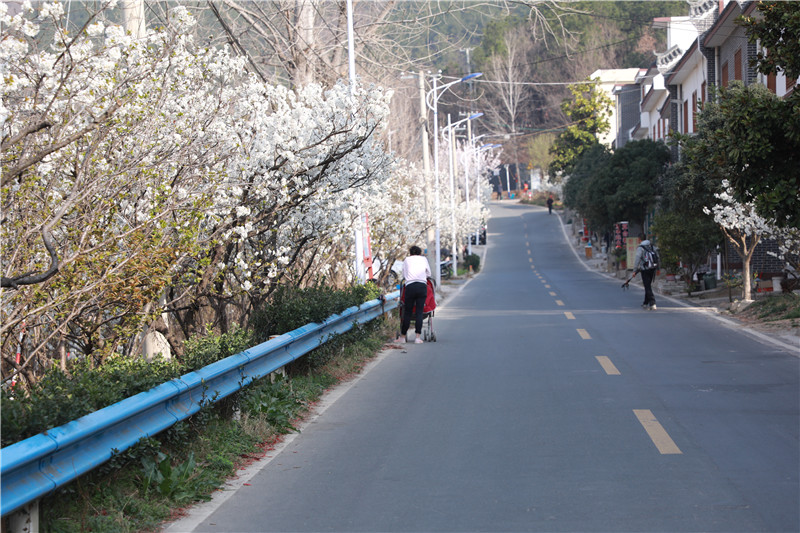 【春日“豫”新景】信陽市浉河區：賢嶺攜春風 櫻花醉遊人_fororder_賢山街道辦事處旁邊的主路已然成為了“櫻花大道”.JPG