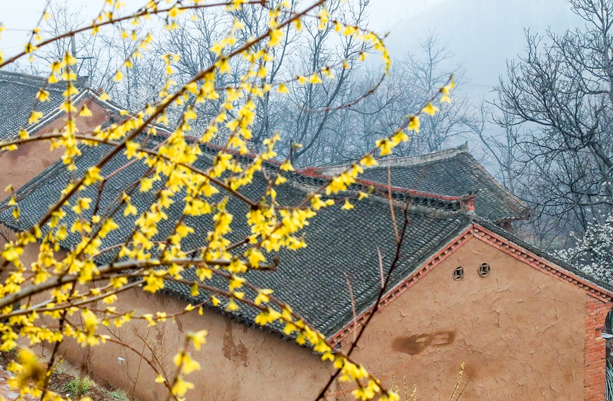 豫西山城：百萬畝連翹花海迎客來