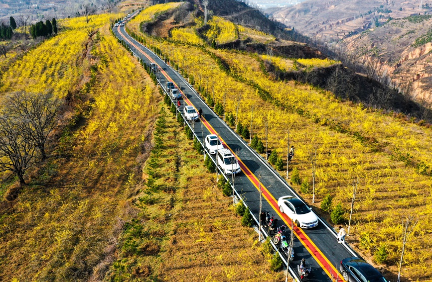 豫西山城：百萬畝連翹花海迎客來