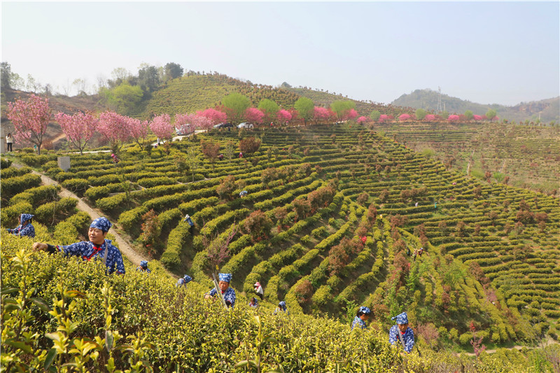 信陽市商城縣：高山春茶採制忙_fororder_茶農在商城縣雙椿鋪鎮顧畈村的黃金茶園裏採茶。.JPG