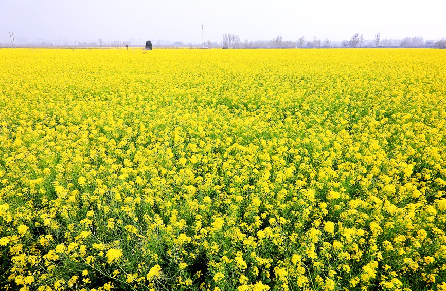 河南安陽：油菜花海 樂享春光