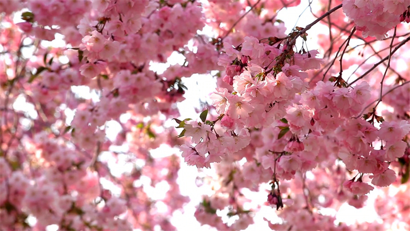 【原創】南陽鎮平：十里晚櫻花盛開 花團錦簇香四溢_fororder_花團錦簇香四溢 攝影 時君洋