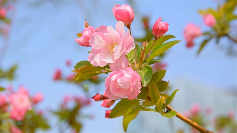 【原創】南陽鎮平：十里晚櫻花盛開 花團錦簇香四溢_fororder_櫻花枝頭俏 攝影 時君洋