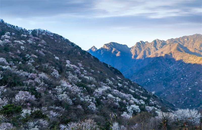 【春日“豫”新景】信陽商城：山花爛漫迎春來_fororder_金剛臺山間的櫻花，燦若繁星。余敦梅 攝 - 復件(1)