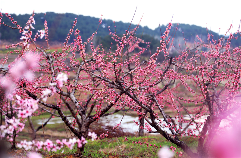 【原創】以花為媒 振興鄉村：信陽市光山縣斛山鄉第六屆桃花文化節開幕_fororder_圖片2