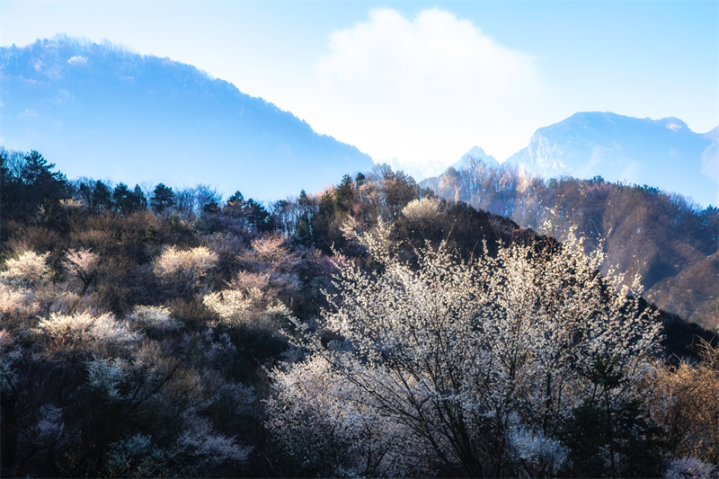 【春日“豫”新景】信陽商城：山花爛漫迎春來_fororder_山櫻花盛開，滿樹絢爛。 余敦梅 攝 - 復件(1)