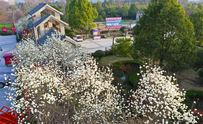 【原創】【春日“豫”新景】駐馬店正陽：高枝玉蘭次弟開 色若白雲美似仙_fororder_正陽公園大門白玉蘭花開 高萬寶 攝