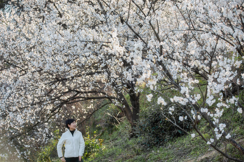 【春日“豫”新景】信陽商城：山花爛漫迎春來_fororder_雙椿鋪鎮的攔馬衝櫻花，引來遊客觀賞。余敦梅 攝 - 復件(1)