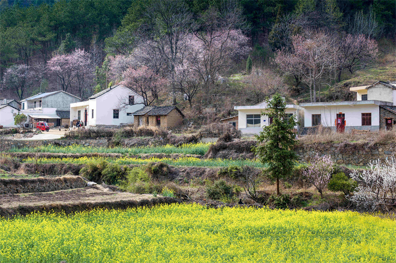 【春日“豫”新景】信陽新縣：杏花盛開俏爭春 美麗鄉村入畫來_fororder_“杏花村”裏好風光 （蔣侖 攝）