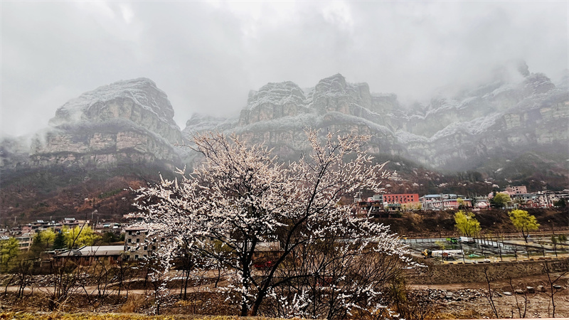 【原創】安陽林州：太行大峽谷喜降桃花雪_fororder_3ae661df06cd6ad5fb53d93b4dd5978