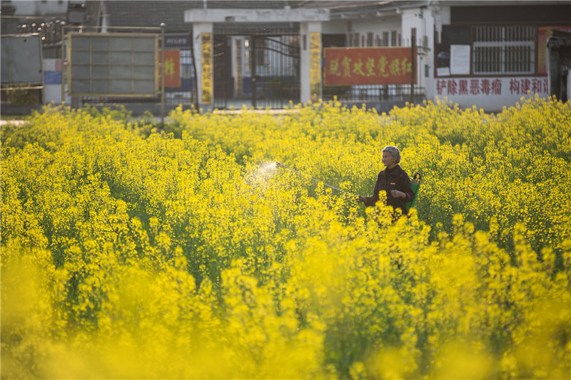 信陽市新縣：油菜花開 鄉村如畫_fororder_人勤春早  蔣侖  攝