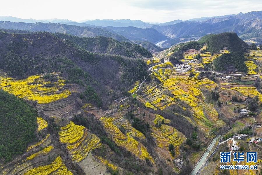 連翹花開 春滿群山