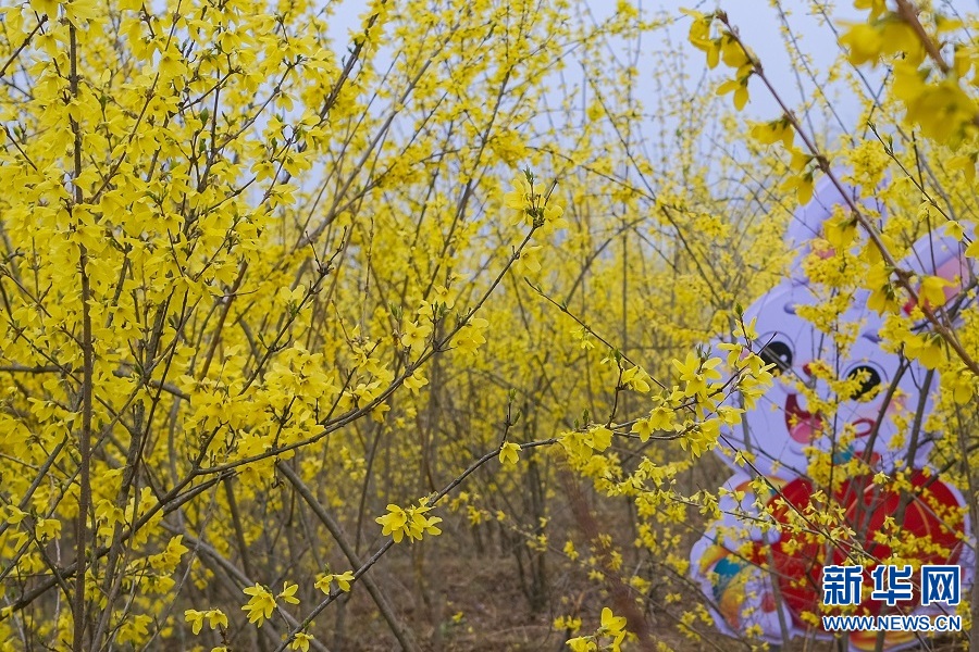 連翹花開 春滿群山