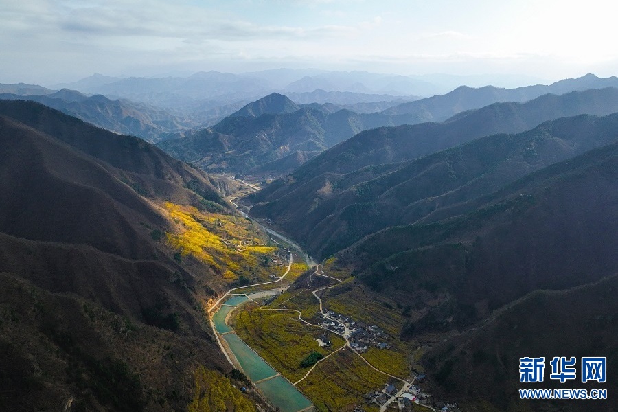 連翹花開 春滿群山