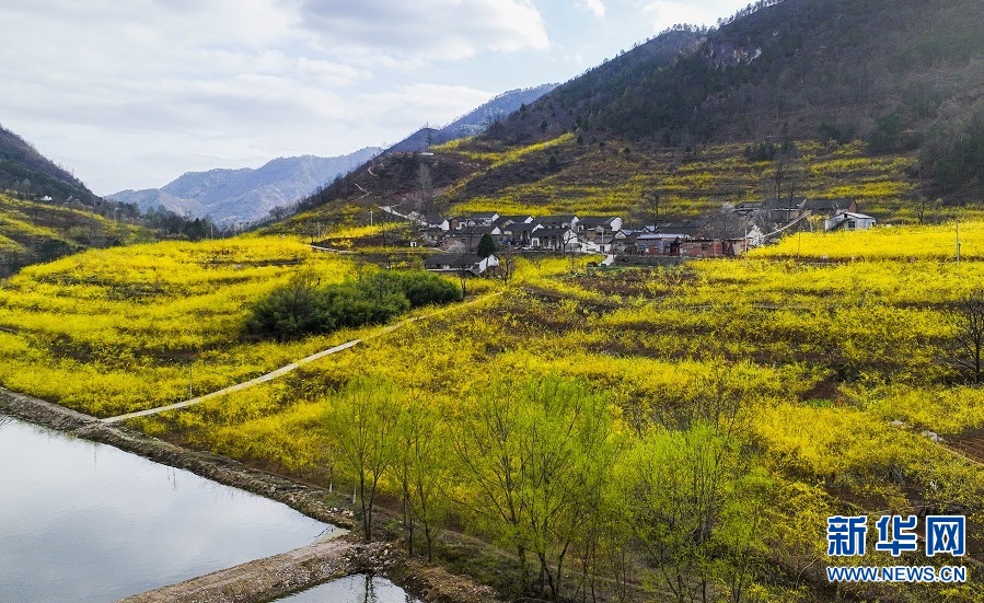 連翹花開 春滿群山