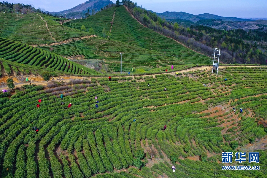 河南信陽：春到茶山採茶忙