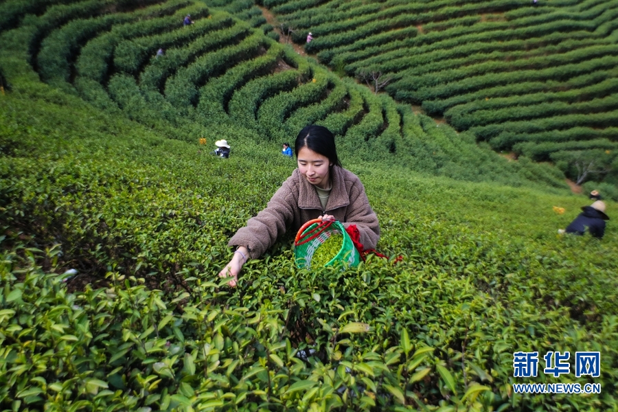 河南信陽：春到茶山採茶忙