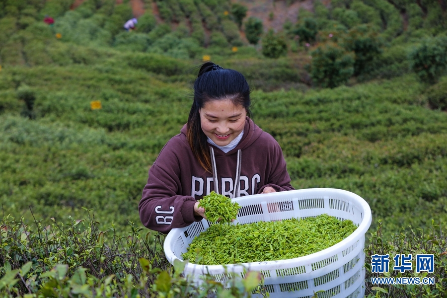 河南信陽：春到茶山採茶忙