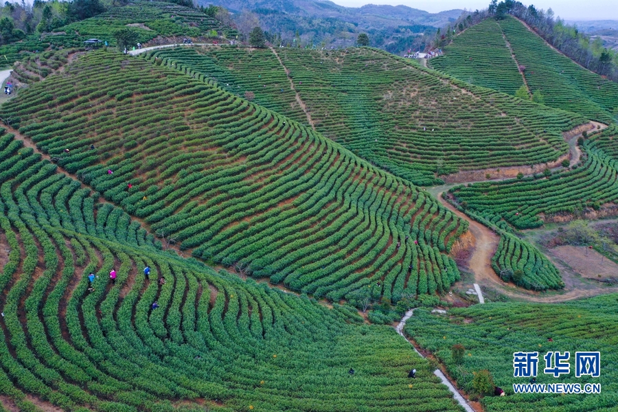 河南信陽：春到茶山採茶忙