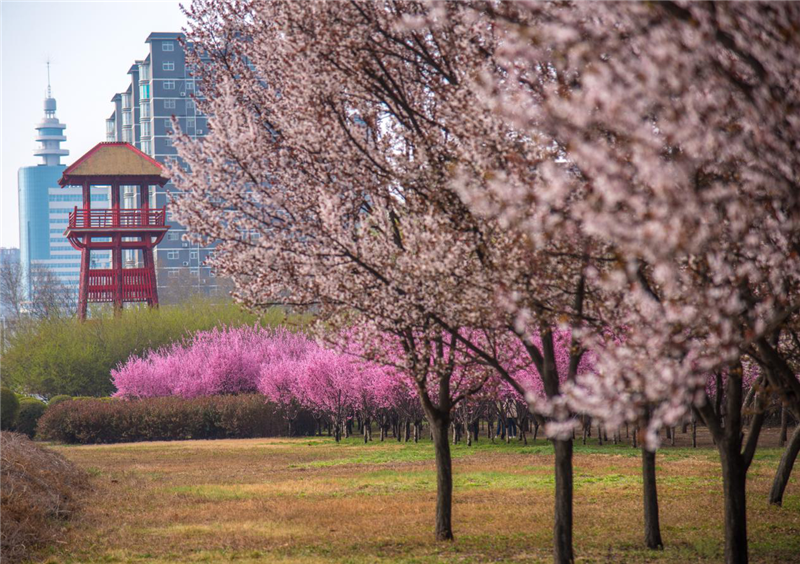 【春日“豫”新景】安陽殷墟國家考古公園：春日風光醉遊人_fororder_圖片17