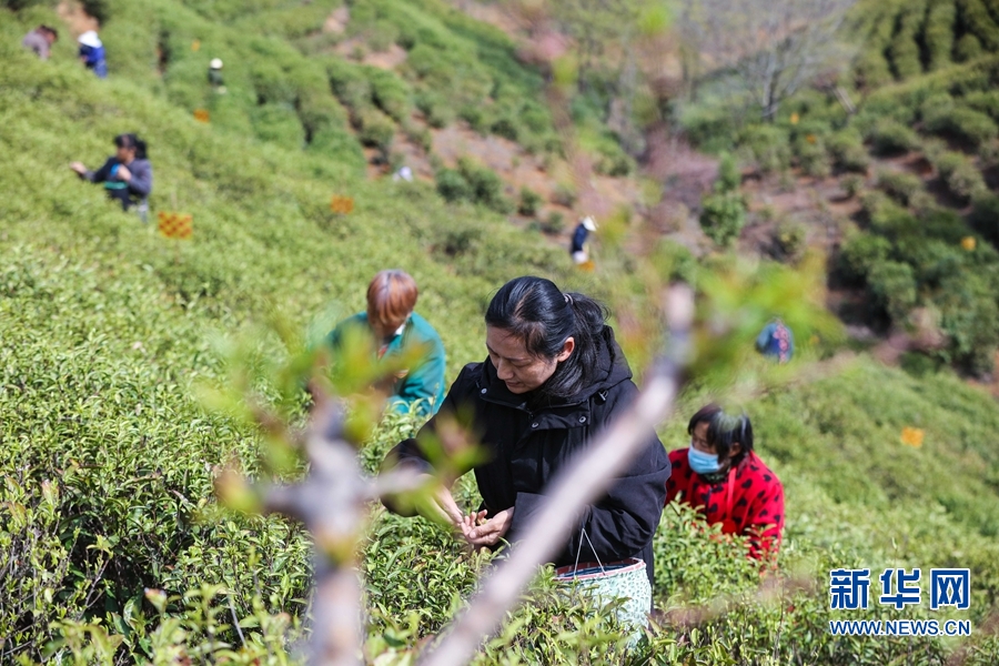 河南信陽：春到茶山採茶忙